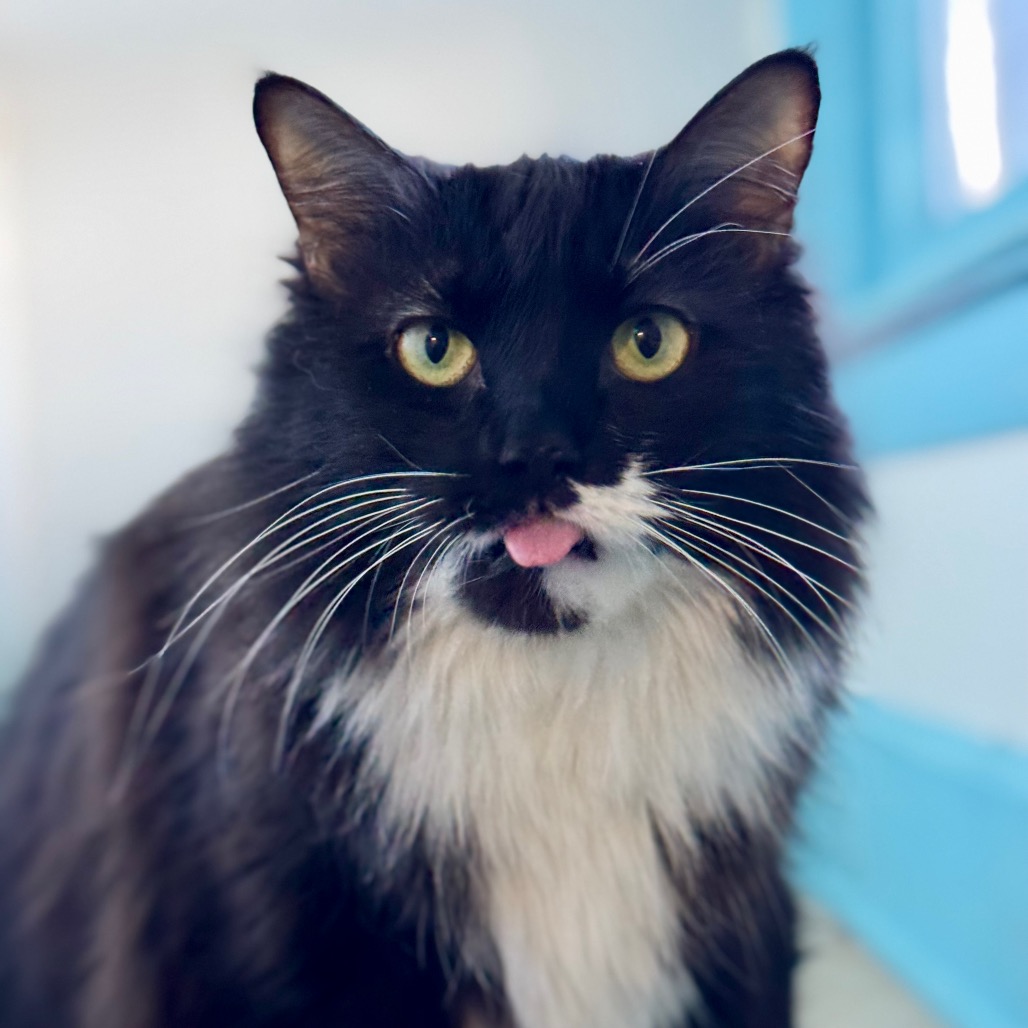 pet image