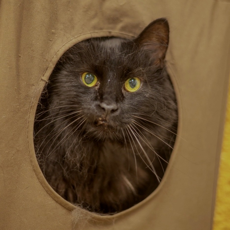 pet image