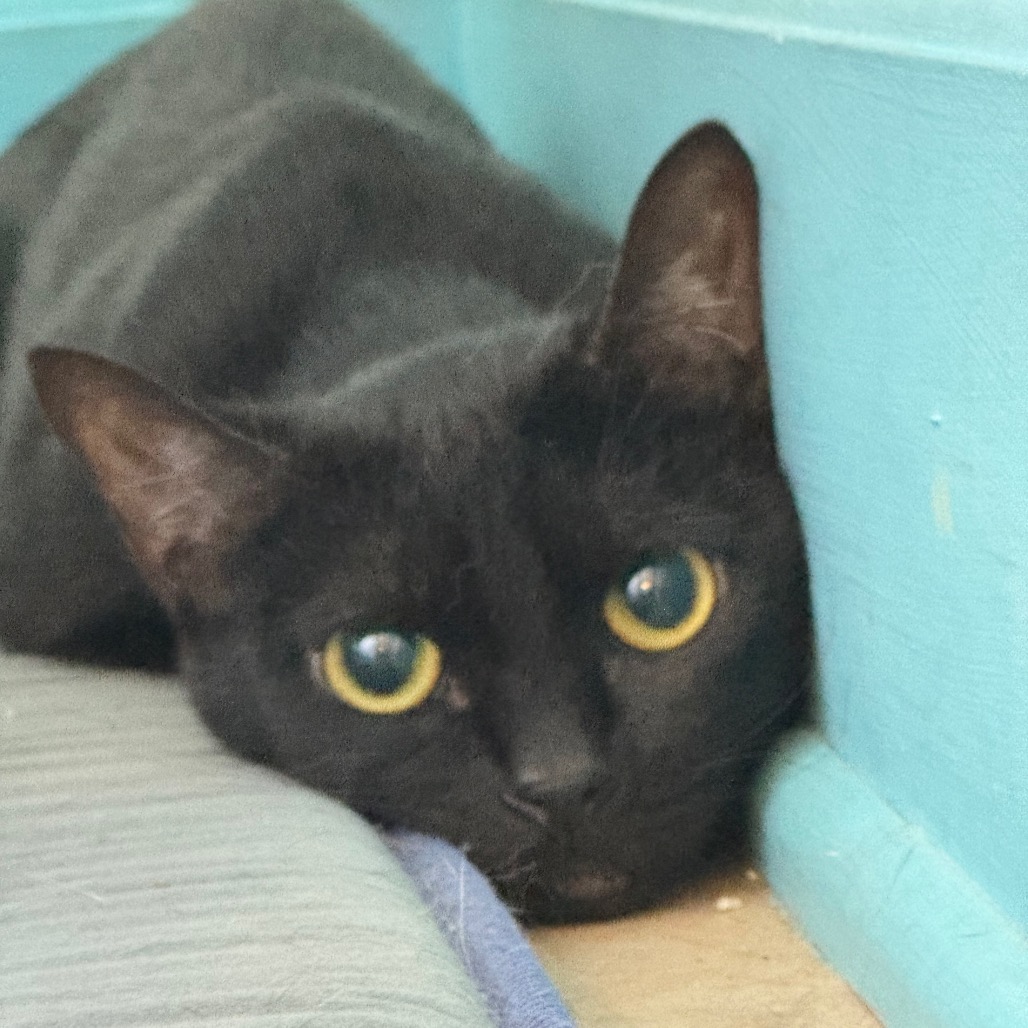 pet image