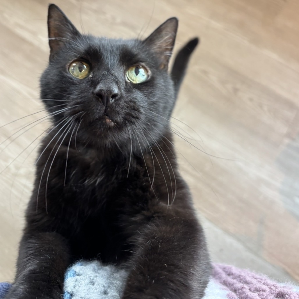 pet image