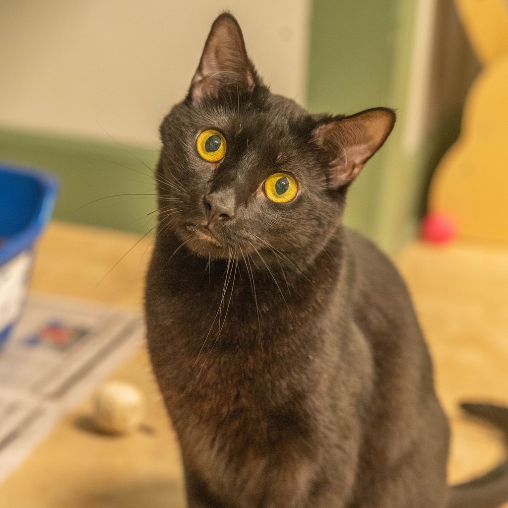 pet image