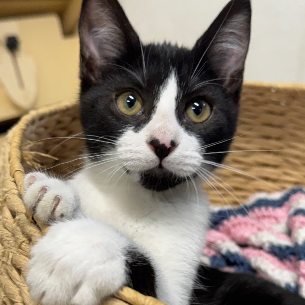 pet image