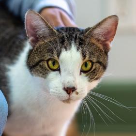 pet image