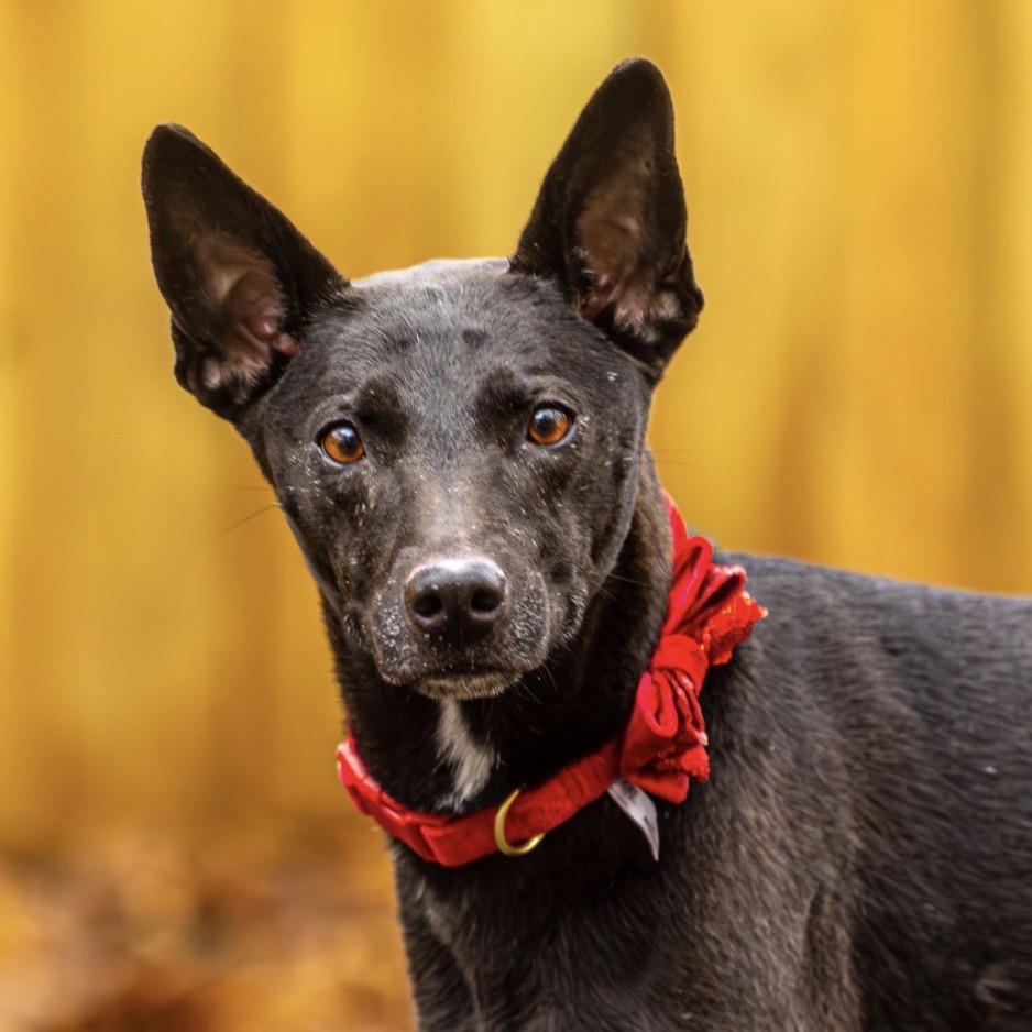 pet image
