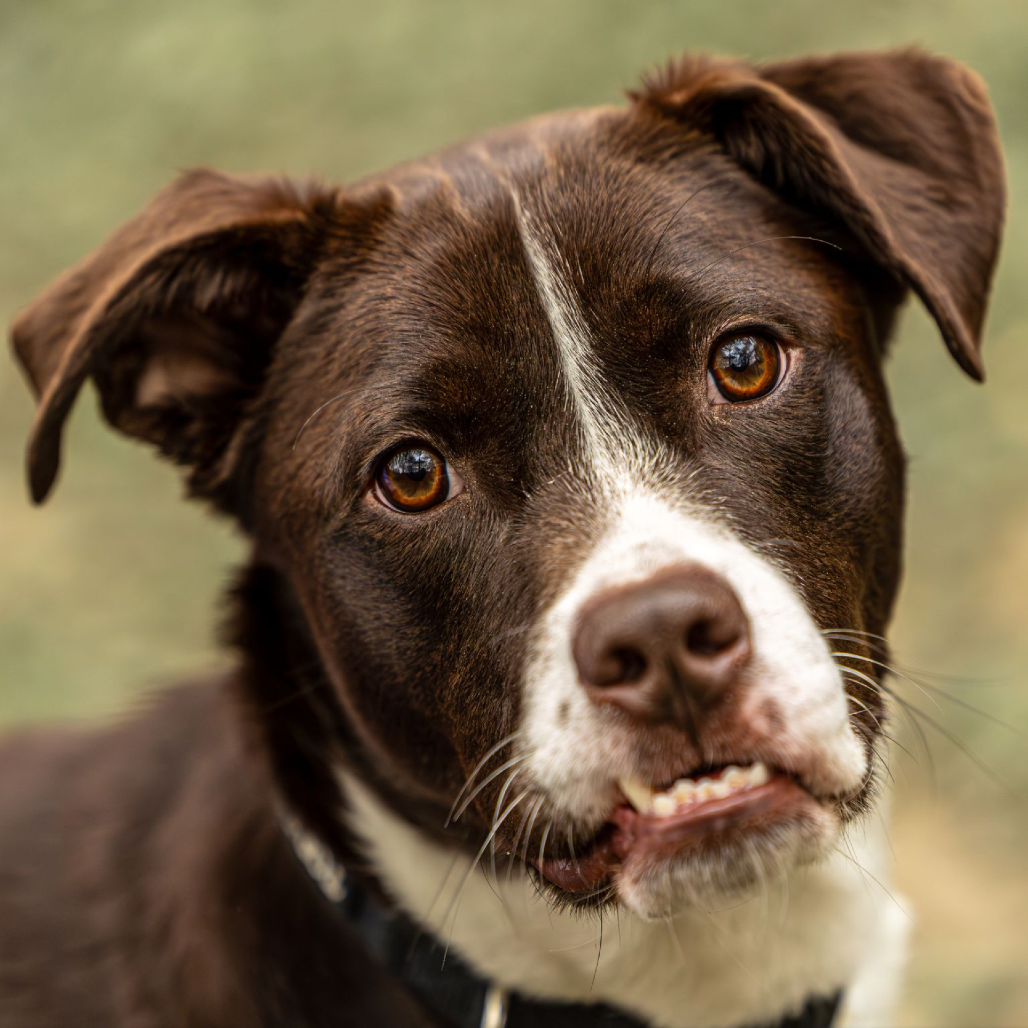 pet image