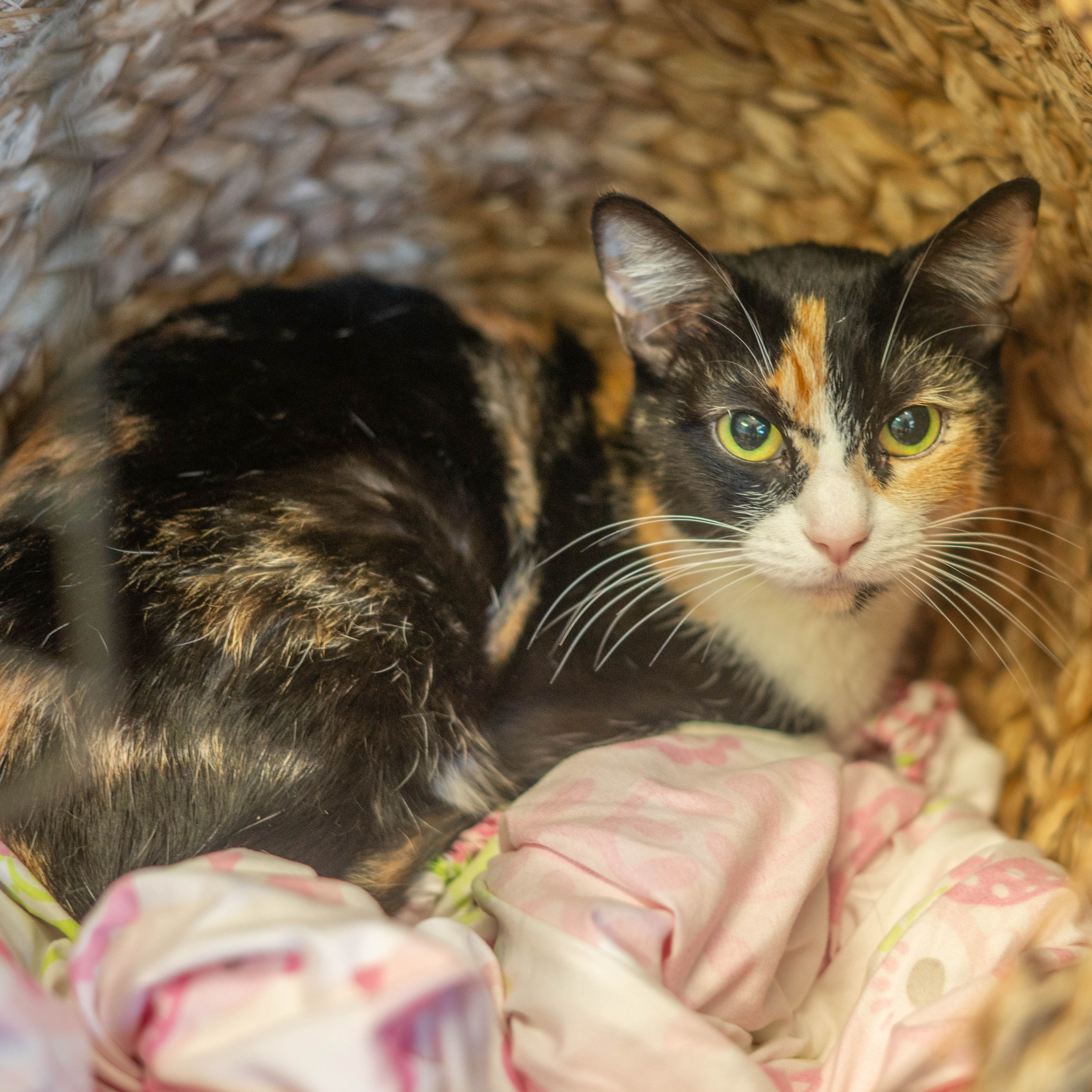 pet image